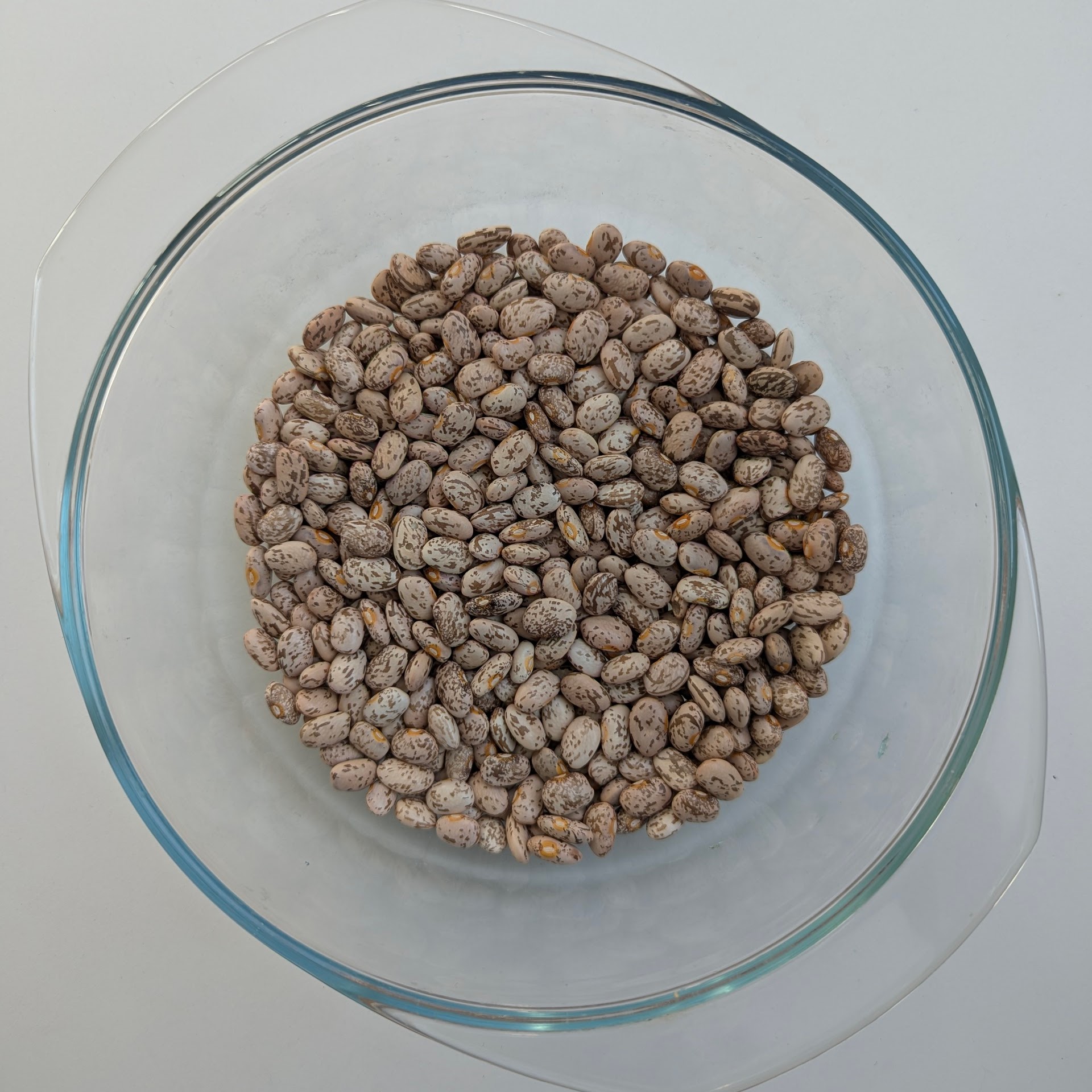 Pinto Bean (Kufanzik)